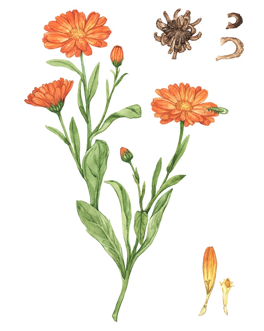 illustration of Calendula (Calendula officinalis) showing flowers, leaves, and seed. Botanical illustration for the Wild Remedies book by Hay House Publishing.
Medicinal herbs, herbalism, food, recipe, cookbook, wellness, natural remedy, plant identification, foraging, floral.