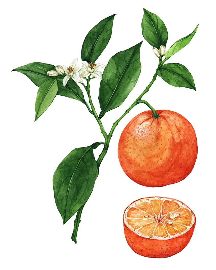 illustration of Vibrant orange branch showing flowers, leaves, and fruit. Botanical illustration for the Wild Remedies book for Hay House Publishing.
Medicinal herbs, herbalism, food, recipe, cookbook, wellness, natural remedy, plant identification, foraging, citrus.