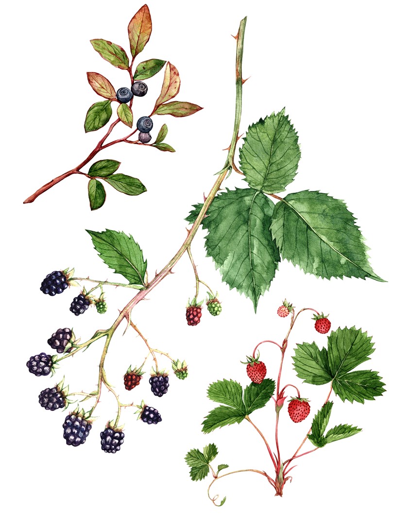 illustration of Watercolor illustration of assorted wild-growing berries: blackberry, huckleberry, alpine strawberry.
Medicinal, herbalism, food art, recipe, cookbook, wellness, natural remedy, plant identification, foraging.