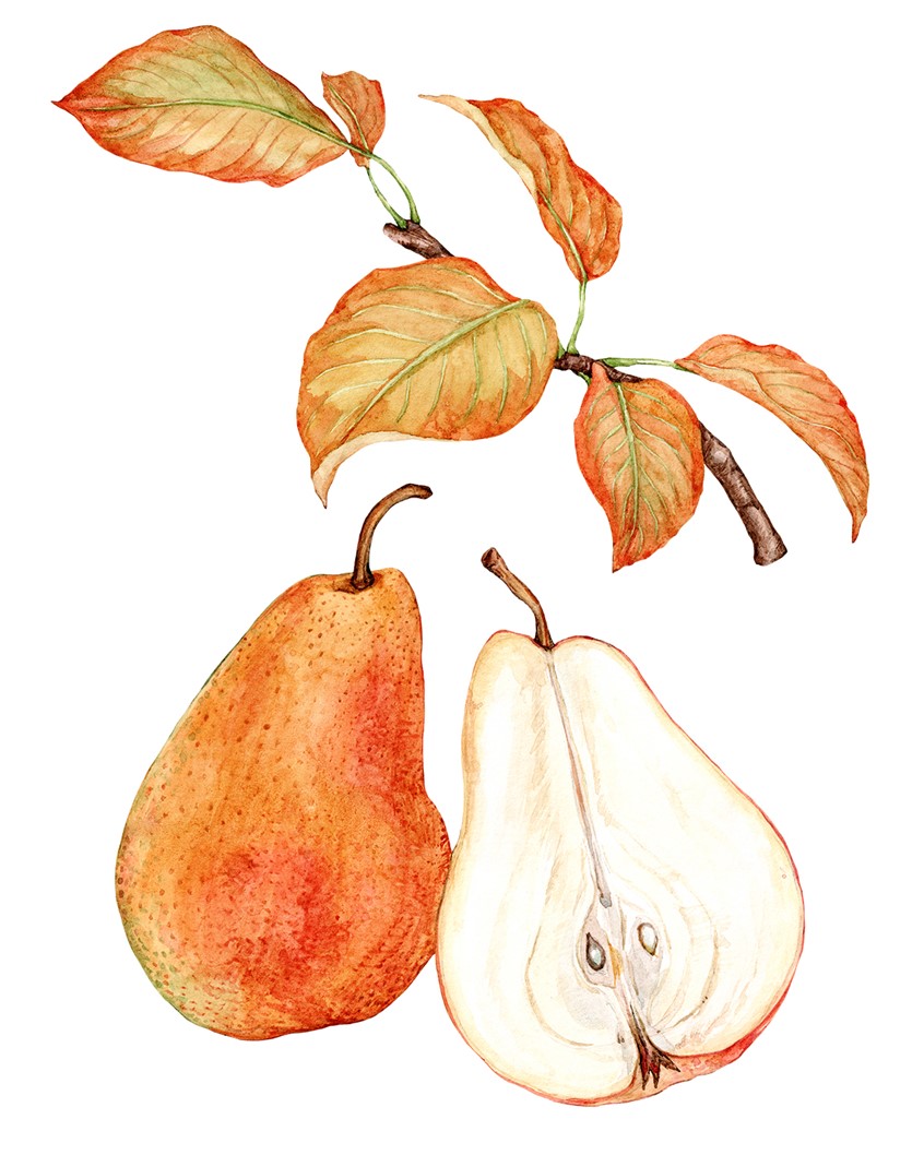 illustration of Watercolor illustration of Corella pear in a fall-inspired palette. Right in time for the Fall Harvest.
Seasonal food, recipe, cookbook, vegetables, cooking, gardening, vegetarian, farmers market, autumn