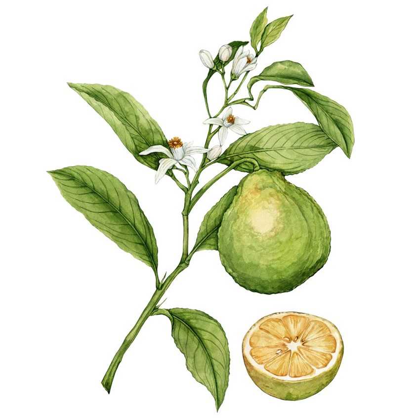 illustration of Vibrant Bergamot orange branch showing flowers, leaves, and fruit with cross-section. Botanical illustration.
Food, recipe, cookbook, wellness, plant identification, citrus blossom.