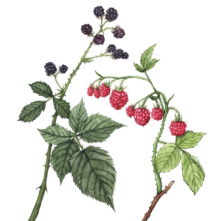 illustration of Blackberry & Raspberry showing leaves, and ripe berries. Botanical illustration for the Wild Remedies book by Hay House Publishing.
Medicinal herbs, herbalism, food, recipe, cookbook, wellness, natural remedy, plant identification, foraging.