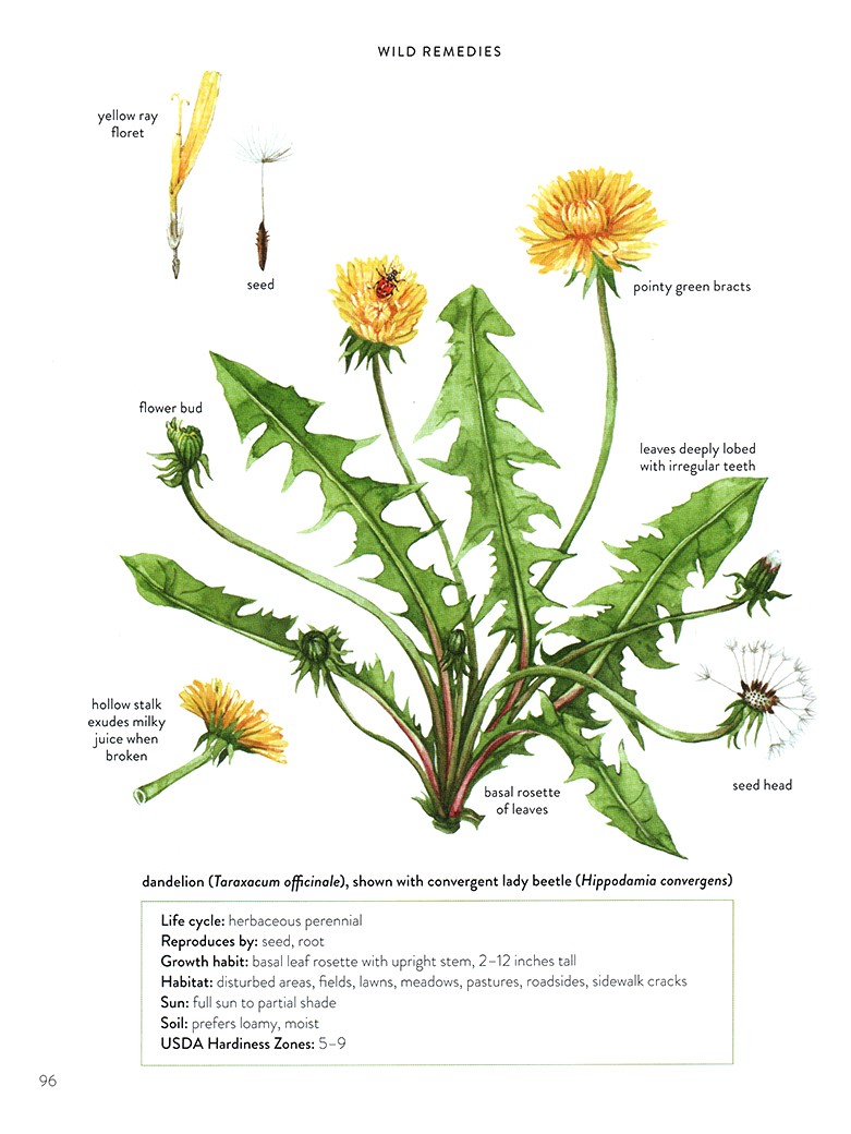 illustration of Dandelion (Taraxacum officinale) showing flowers, leaves, seed and root. Botanical illustration for the Wild Remedies book by Hay House Publishing.
Medicinal herbs, herbalism, food, recipe, cookbook, wellness, natural remedy, plant identification, foraging, floral.