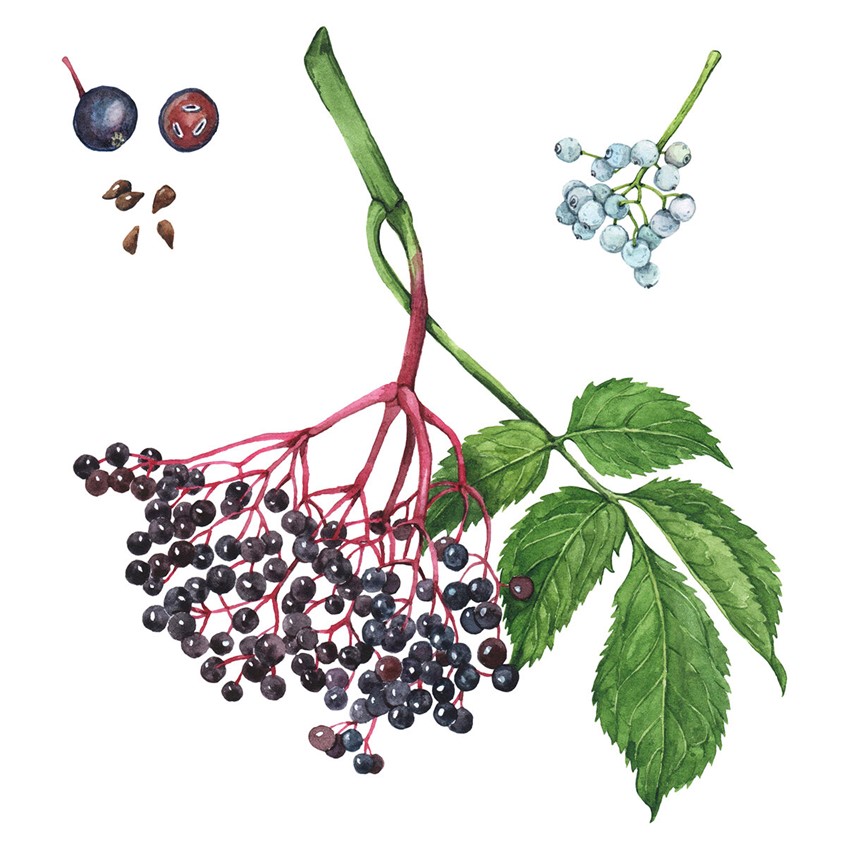 illustration of Elderberry showing ripe berries, leaves, and seeds. Botanical illustration for the Wild Remedies book by Hay House Publishing.
Medicinal herbs, herbalism, food, recipe, cookbook, wellness, natural remedy, plant identification, foraging.