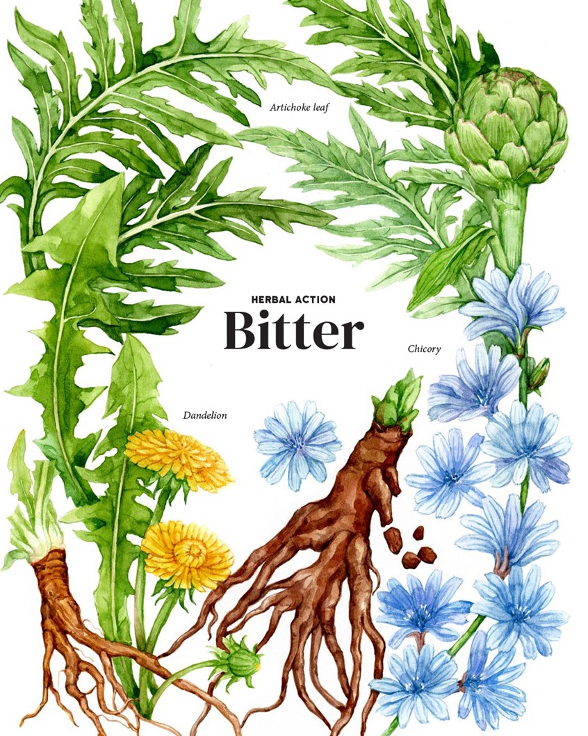 illustration of Chapter art - bitter herbs: Dandelion, Chicory, and Artichoke. Botanical illustration for the Herbal Gut Health book by Storey Publishing.
Medicinal herbs, herbalism, food, recipe, cookbook, wellness, natural remedy, plant identification, foraging.