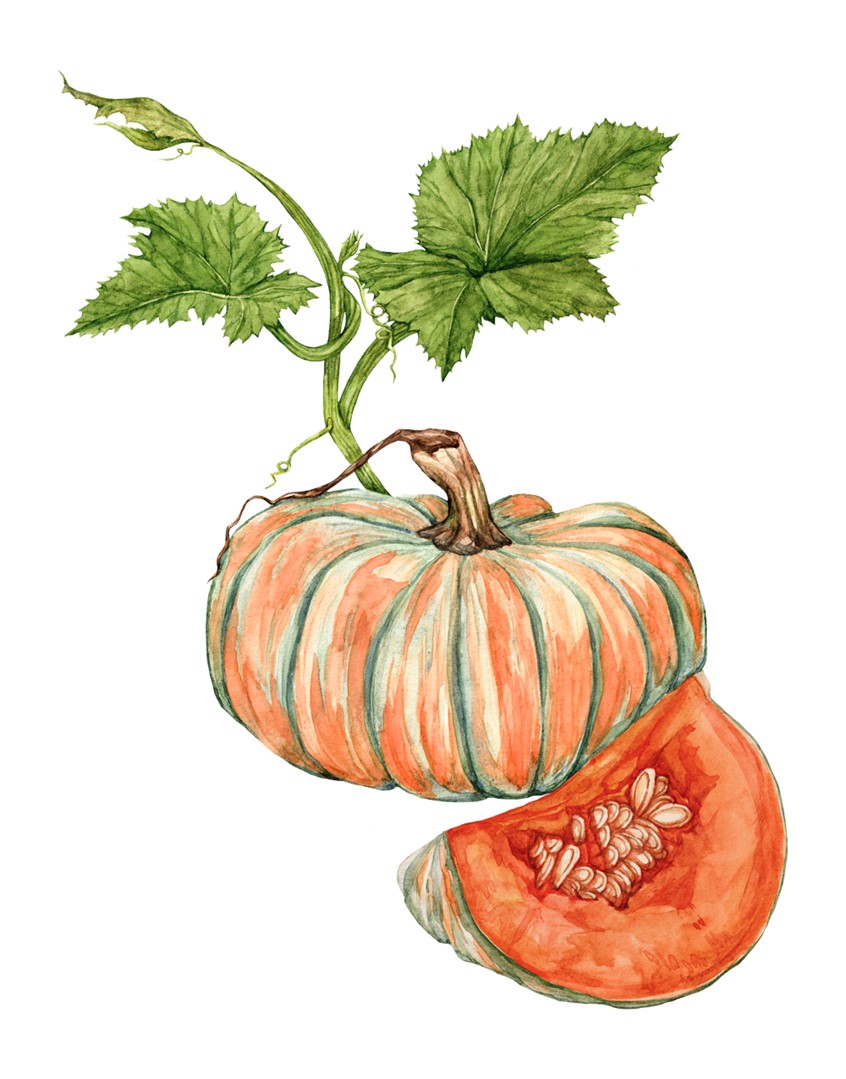 illustration of Watercolor illustration of Kent pumpkin in a fall-inspired palette. Right in time for the Fall Harvest.
Seasonal food, recipe, cookbook, vegetables, cooking, gardening, vegetarian, farmers market, gourd, autumn, Thanksgiving