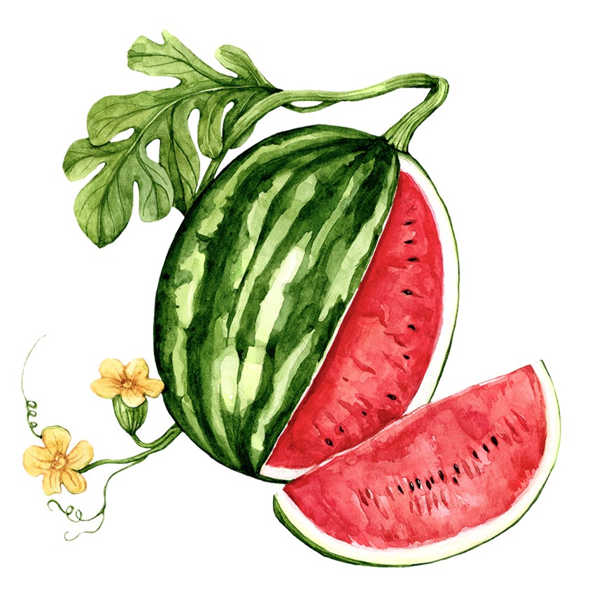 illustration of Vibrant hand-painted watercolor illustration of ripe watermelon.
Summer ingredient, fresh produce, culinary guide, food journal, garden crops, meal prep, home gardening, plant-based, seasonal.