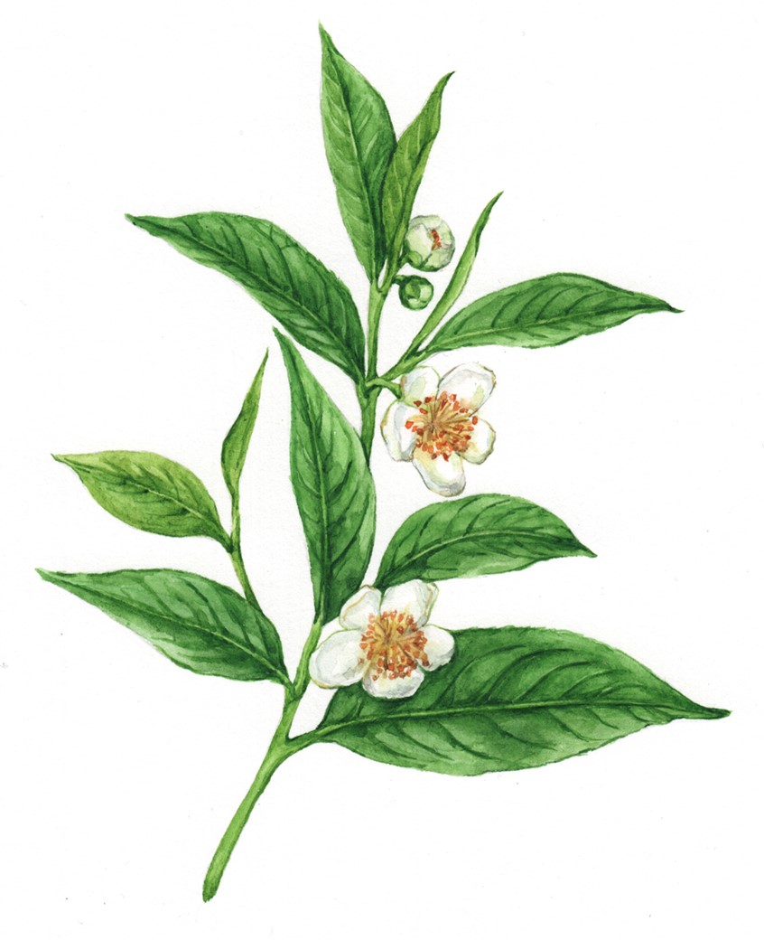 illustration of Green tea plant hand-painted botanical illustration showing vibrant fresh leaves and white flowers.
Herbalism, ingredients, cooking guide, culinary book, wellness, holistic health, plant identification, matcha.