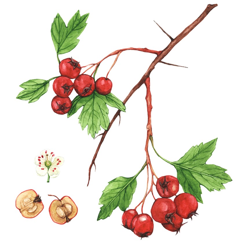 illustration of Hawthorn showing ripe fruit, flower, leaves, and thorns. Botanical illustration for the Wild Remedies book by Hay House Publishing.
Plant medicine, herbalism, ingredients, cooking guide, culinary book, wellness, holistic health, plant identification, wild harvesting.