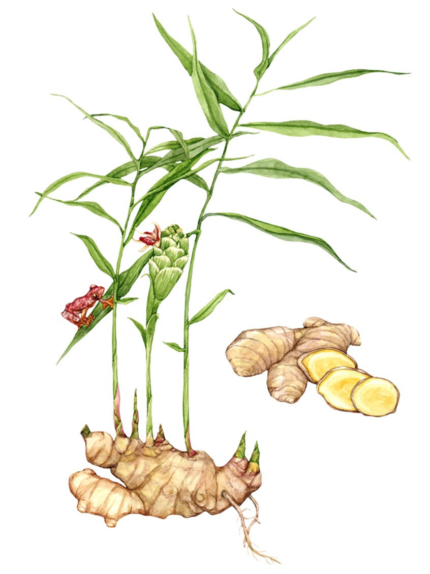 illustration of Vibrant Ginger plant illustration showing leaves, inflorescence, flower and rhizome with cross-section. Hand-painted botanical watercolor illustration.
Food, recipe, cookbook, wellness, plant anatomy, identification, herbal, culinary, medicinal.