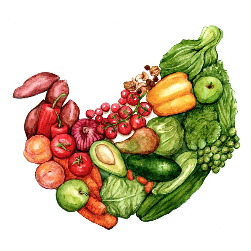 illustration of Stomach silhouette featuring vegetables. Visual metaphor of digestion and plant-based nourishment. Hand-painted illustration for the Herbal Gut Health book by Storey Publishing.
Healing foods, recipe, cookbook, wellness, natural remedy, nutrition.