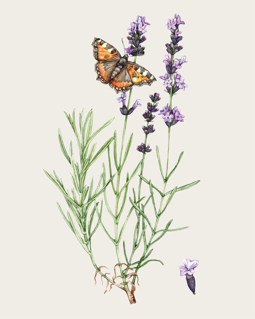 illustration of Lavender hand-painted botanical illustration showing vibrant purple flowers and a butterfly.
Herbalism, ingredients, cooking guide, culinary book, wellness, holistic health, plant identification, lavandula, pollinator.
