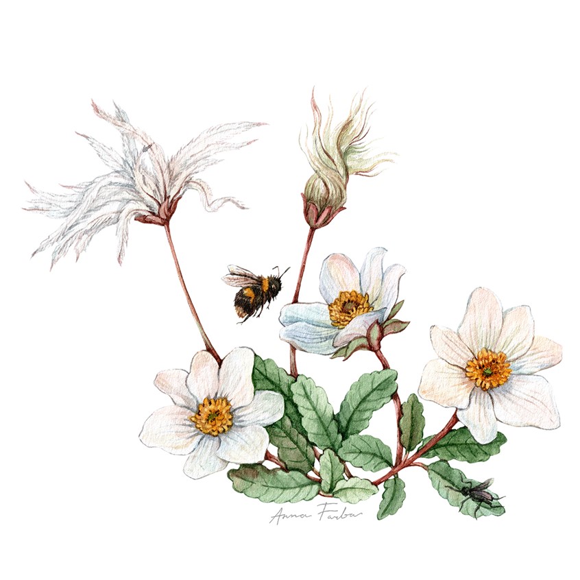 illustration of Mountain avens, or Dryas hand-painted botanical illustration showing leaves, white flowers and a seed head together with a bumblebee.
plant identification, wildflower, alpine meadow, pollinators, native flora, insect. biodiversity, ecological, field guide, high-altitude plants.