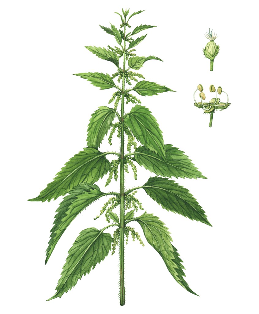 illustration of Stinging nettle showing hairy leaves, flowers and seeds. Hand-painted botanical illustration for the Wild Remedies book by Hay House Publishing.
Medicinal herbs, herbalism, food, recipe, cookbook, wellness, natural remedy, plant identification, foraging.