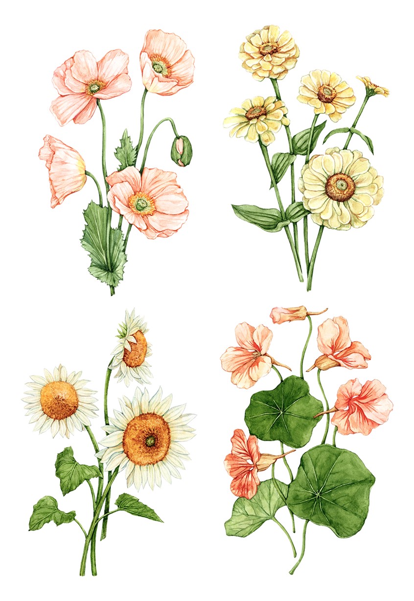 illustration of Vibrant hand-painted watercolor illustration of garden flowers: Iceland poppy, Zinnia, Sunflower, Nasturtium. I collaborated with Florea, a modern garden brand, on their special edition seed packets.
floral, gardening, label, seeds, bloom, bouquet, spring, summer, plants, decorative.