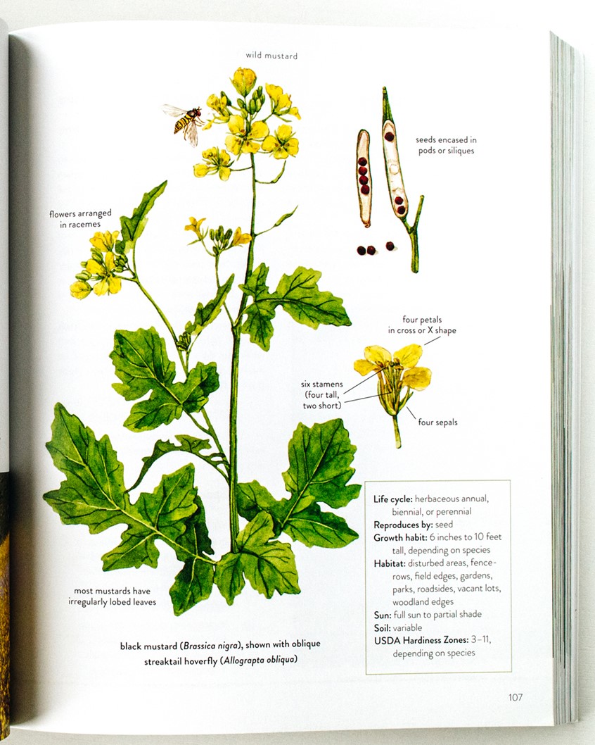 illustration of Black mustard (Brassica nigra) showing flowers, leaves, seeds and flower parts. Botanical illustration for the Wild Remedies book by Hay House Publishing.
Medicinal herbs, herbalism, food, recipe, cookbook, wellness, natural remedy, foraging, floral.