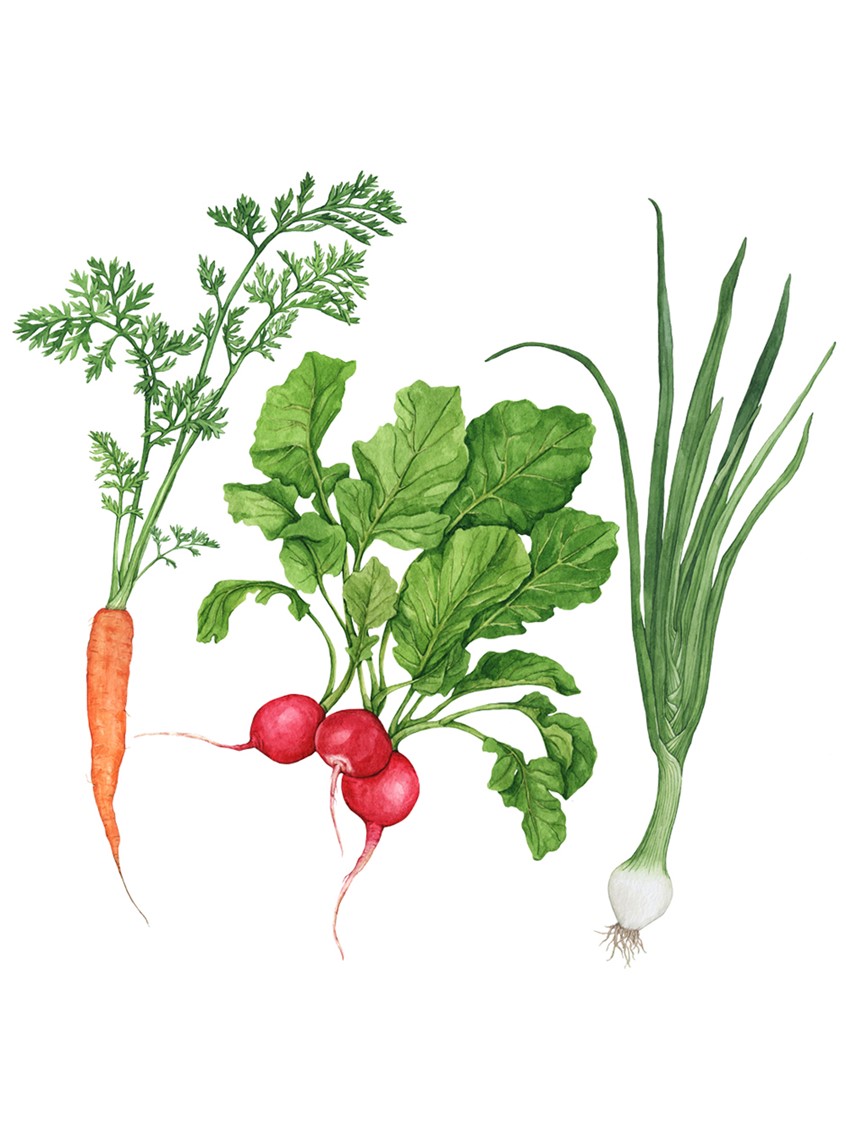 illustration of Vibrant hand-painted watercolor illustration of vegetables: carrot, radishes, onion.
Summer ingredient, fresh produce, culinary guide, food journal, garden crops, meal prep, home gardening, plant-based, seasonal.