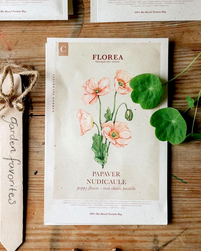 illustration of Vibrant hand-painted watercolor illustration of garden flower: Iceland poppy (Papaver nudicaule). I collaborated with Florea, a modern garden brand, on their special edition seed packets.
floral, gardening, label, seeds, bloom, bouquet, spring, summer, plants, decorative.