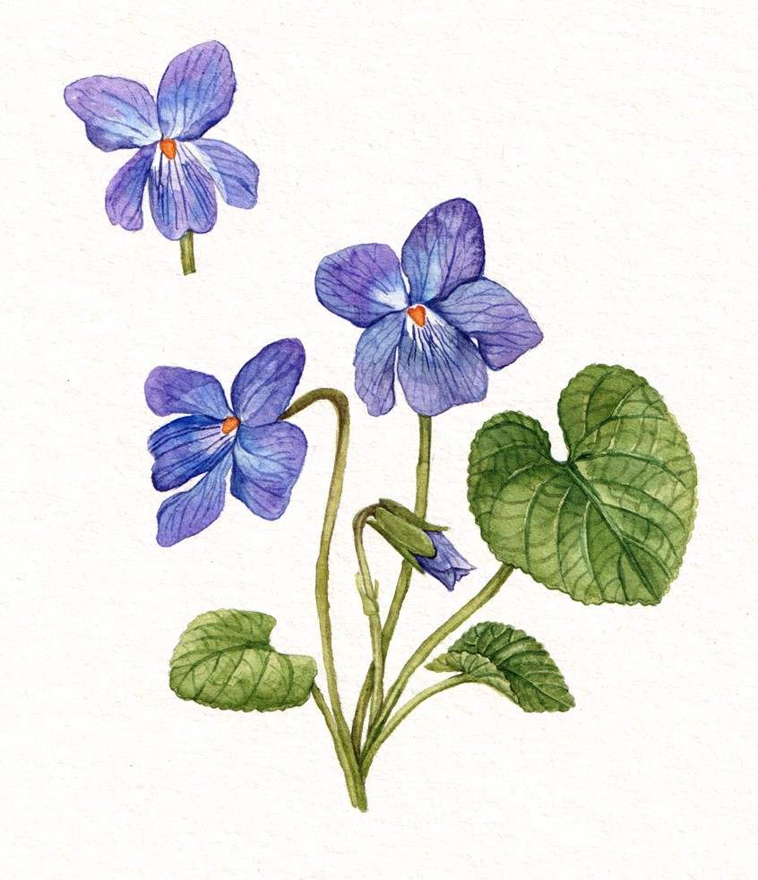 illustration of Sweet violet (Viola odorata) hand-painted botanical illustration showing fresh spring leaves and vibrant purple flowers.
plant identification, wildflower, alpine meadow, native flora, field guide.