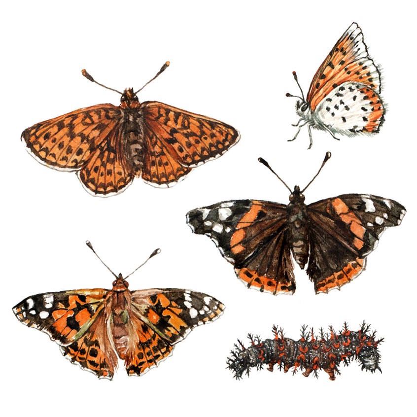 illustration of Hand-painted illustration of butterflies: Red admiral butterfly and caterpillar, Bronze copper, Niobe fritillary, and Painted lady butterfly.
Arthropod. biodiversity, environmental, nature guide, insectarium, natural history.