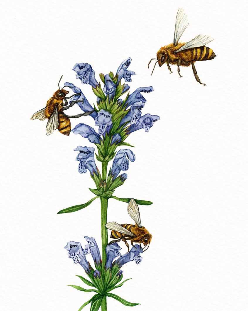 illustration of Hand-painted botanical illustration of a plant, pollinated by honey bees.
plant identification, wildflower, alpine meadow, pollinators, native flora, insect. biodiversity, ecological, field guide, high-altitude plants.