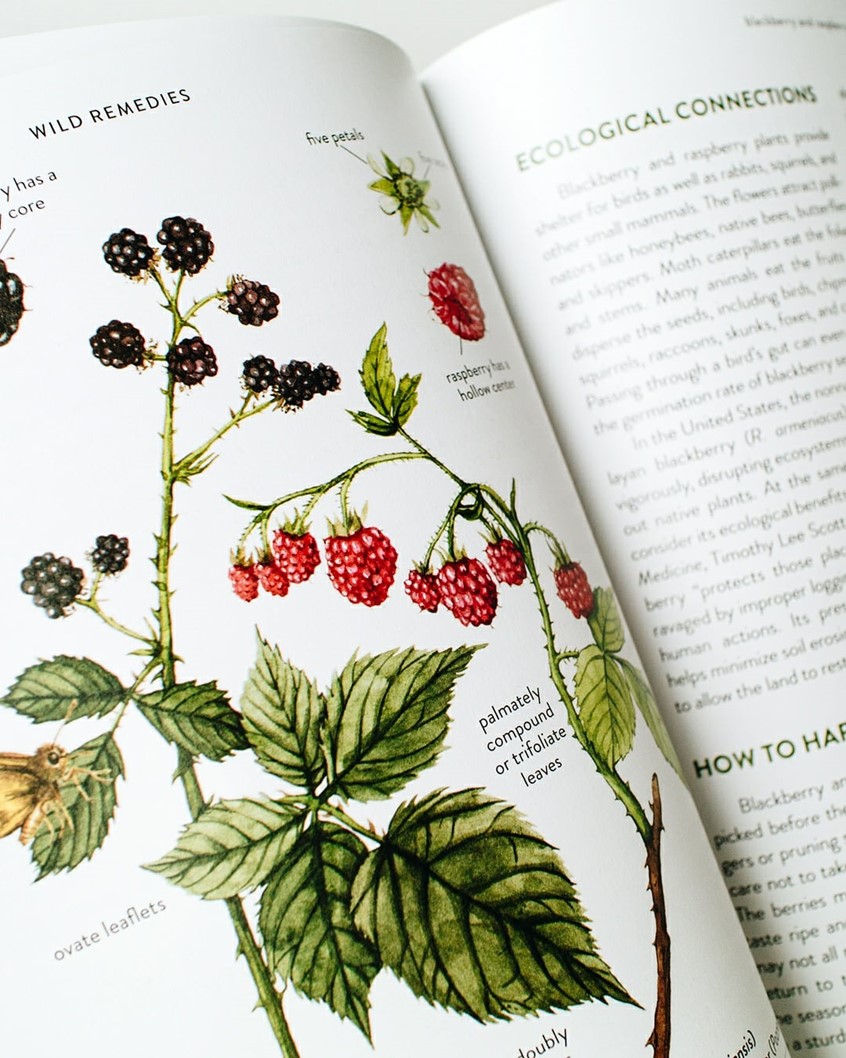 illustration of Blackberry & Raspberry showing leaves, and ripe berries. Botanical illustration for the Wild Remedies book by Hay House Publishing.
healing plants, plant medicine, ingredients, recipe book, field guide, holistic health, herbal remedy, botanical ID, wild harvesting