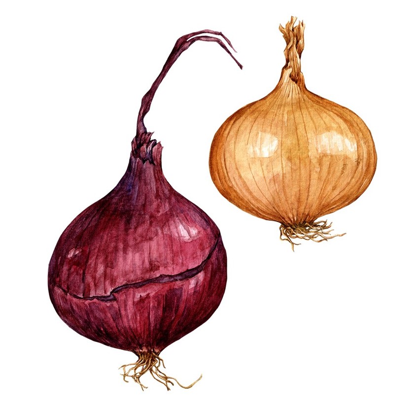 illustration of Hand-painted illustration of onion varieties in a fall-inspired palette.
Seasonal food, recipe, cookbook, vegetables, cooking, gardening, vegetarian, farmers market, autumn, Thanksgiving, fall harvest, ingredients.