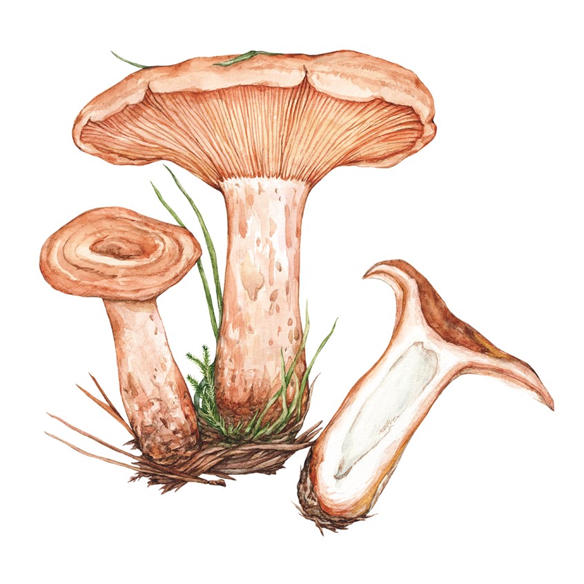illustration of Watercolor illustration of Saffron Milkcap mushrooms.
food, recipe, cookbook, fungi, cooking, foraging, vegetarian, farmers market, fall harvest, autumn, fall, forest, identification guide, mycology.