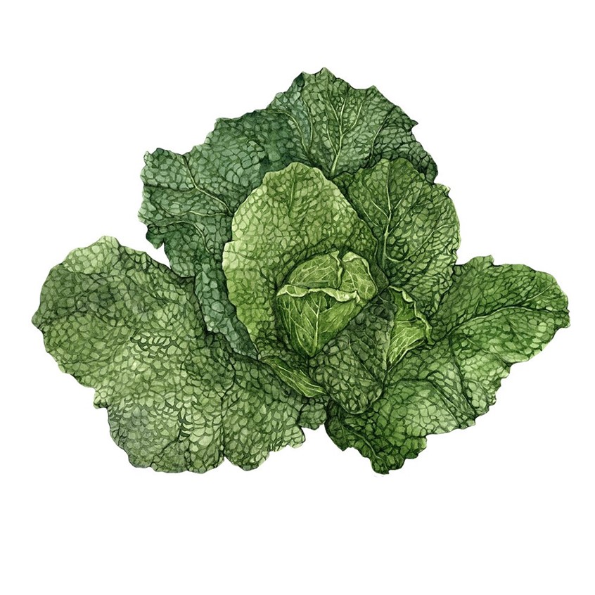 illustration of Hand-painted watercolor illustration of Savoy cabbage.
food, recipe, cookbook, vegetables, cooking, gardening, vegetarian, farmers market, fall harvest, autumn, fall, ingredients, emerald green, crunchy.
