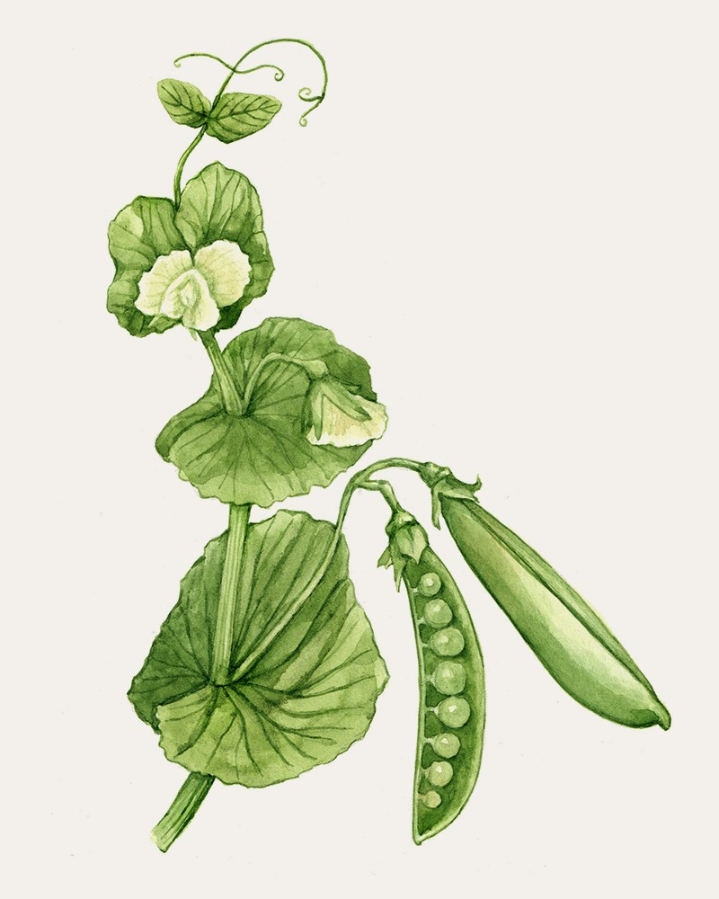 illustration of Vibrant hand-painted watercolor illustration of Snap pea plant. I collaborated with Florea, a modern garden brand, on their special edition seed packets.
floral, gardening, label, seeds, bloom, bouquet, spring, summer, plants, decorative, ingredient, legumes, beans.