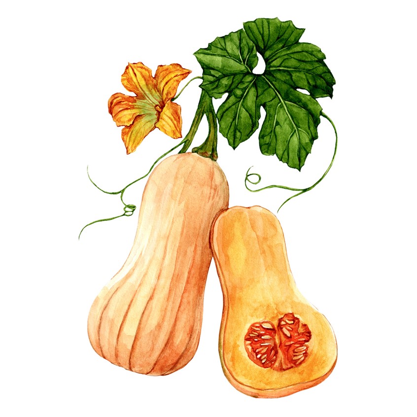 illustration of Watercolor illustration of a Butternut squash pumpkin, painted in a fall-inspired palette. Right in time for the Fall Harvest.
Seasonal food, recipe, cookbook, vegetables, cooking, gardening, vegetarian, farmers market, gourd, autumn, Thanksgiving, ingredients.