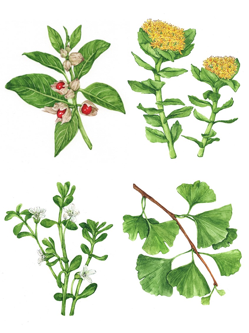 illustration of A series of detailed botanical illustrations exploring nootropic herbs traditionally used to support focus, memory, and cognitive health. Featuring Ashwagandha, Rhodiola, Bacopa and Gingko.
Medicinal herbs, herbalism, food, recipe, cookbook, wellness, natural remedy, plant identification.