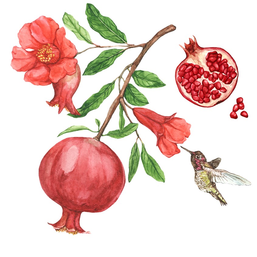 illustration of Pomegranate showing ripe fruit, flower, leaves, and cross section. Pictured with a hummingbird pollinating the flower.
Ingredients, cooking guide, culinary book, wellness, holistic health, plant identification, wild harvesting.