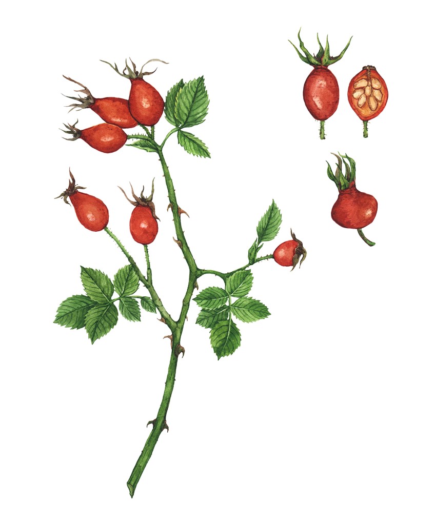 illustration of Rosehip showing ripe fruit, flower, leaves, and thorns. Botanical illustration for the Wild Remedies book by Hay House Publishing.
Plant medicine, herbalism, tea ingredients, cooking guide, culinary book, wellness, holistic health, plant identification, wild harvesting.