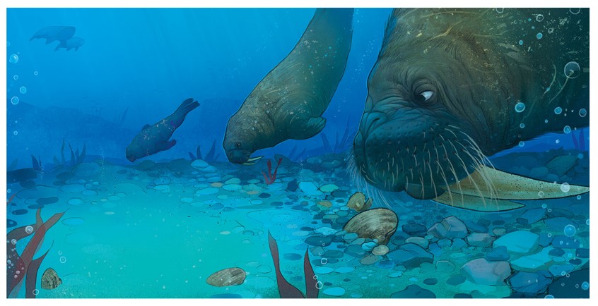 illustration of A quiet underwater moment of walruses exploring the ocean floor, rendered with soft light, cool blue tones, and gentle detail to evoke curiosity, patience, and calm.
character, landscape, narrative, whimsical, animals, portrait, children's, walrus, sea life, ocean, seascape, underwater illustration, cool blue palette, marine life, soft lighting, gentle movement, whale, quiet observation, family