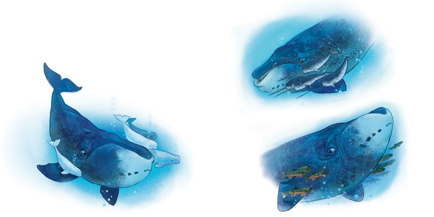 illustration of A bowhead whale and friends in vignette style, using a cool blue palette and painterly texture to explore movement, expression, and gentle personality. children's,narrative, animals, whimsical, character, whale, fish, ocean life, cool tones, sea life, beluga, narwhals, painterly texture, emotive, soft edges, underwater world, swimming