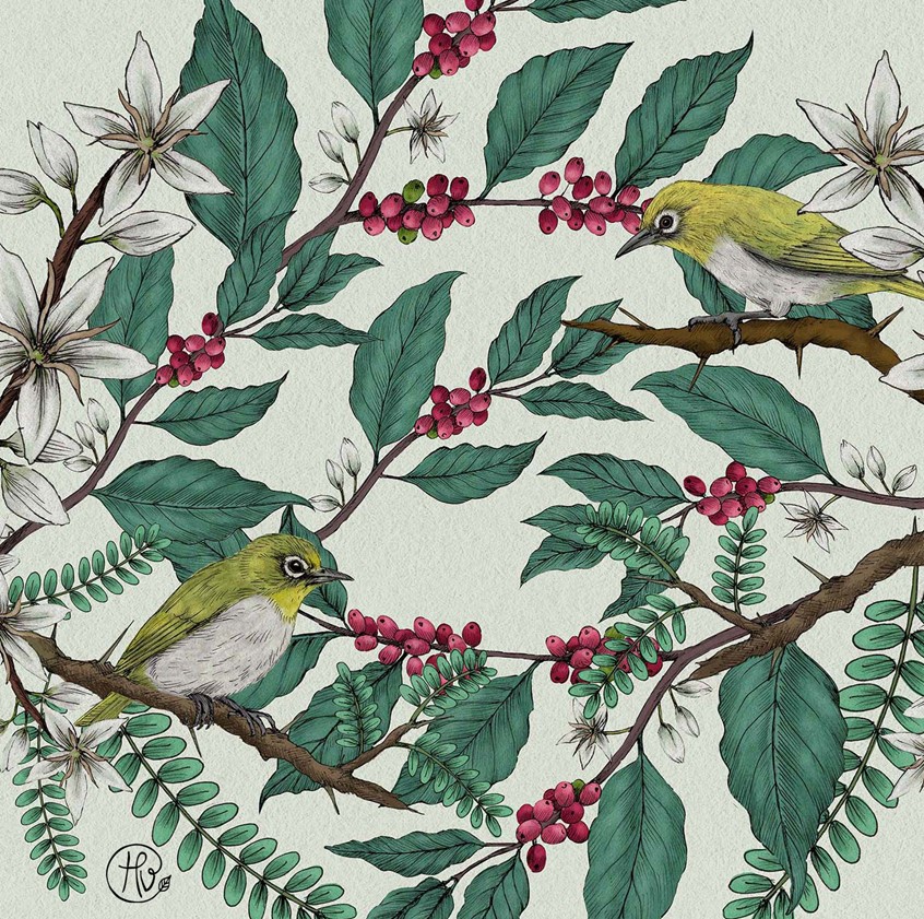 illustration of Coffee packaging concept for a single estate coffee in Ethiopia, cover illustration. This concept was to highlight the importance of ecological stories in packaging. Abyssinian white eyes, coffee plant including coffee flower and coffee berries, and cordia africana and acacia shade tree, intricate ink line and botanical details. Lush greenery, ecosystem