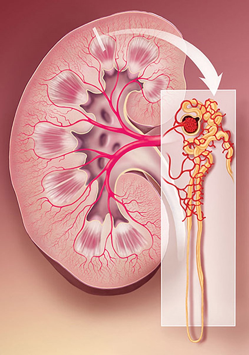 illustration of The kidney in this illustration has been sliced through the midline on its long axis. The arterial pattern is shown. An inset on the right illustrates the complexity of the vasculature surrounding the glomerular apparatus.