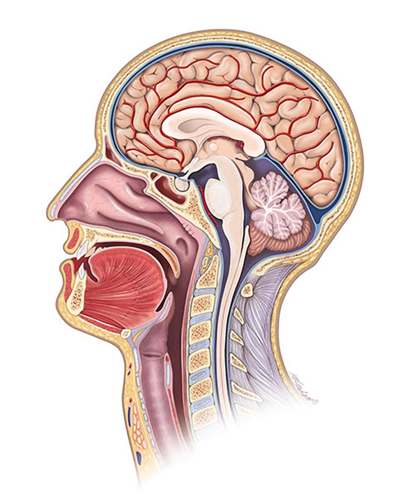 illustration of This illustration demonstrates a mid-sagittal section of the human head. The structures shown in the illustration are: brain, corpus callosum, cerebellum, brain stem, pituitary gland, maxillary and frontal sinuses, vertebral column, ligament nuchae, nasal cavities, pharynx, epiglottis, esophagus, tongue and mandible.