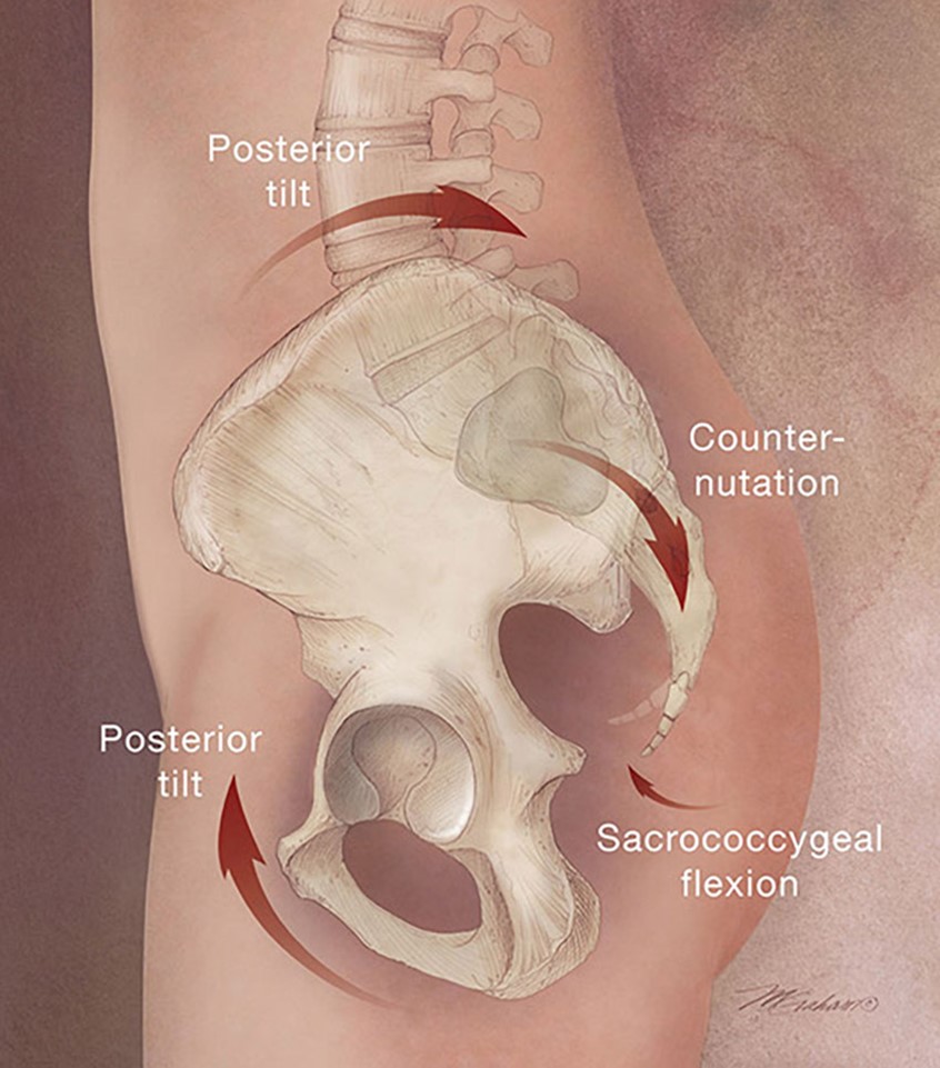illustration of In the practice of yoga, the pelvis is tilted in many poses. This illustration details the 4 movements that take place during yoga poses as well as during normal movements of the body.