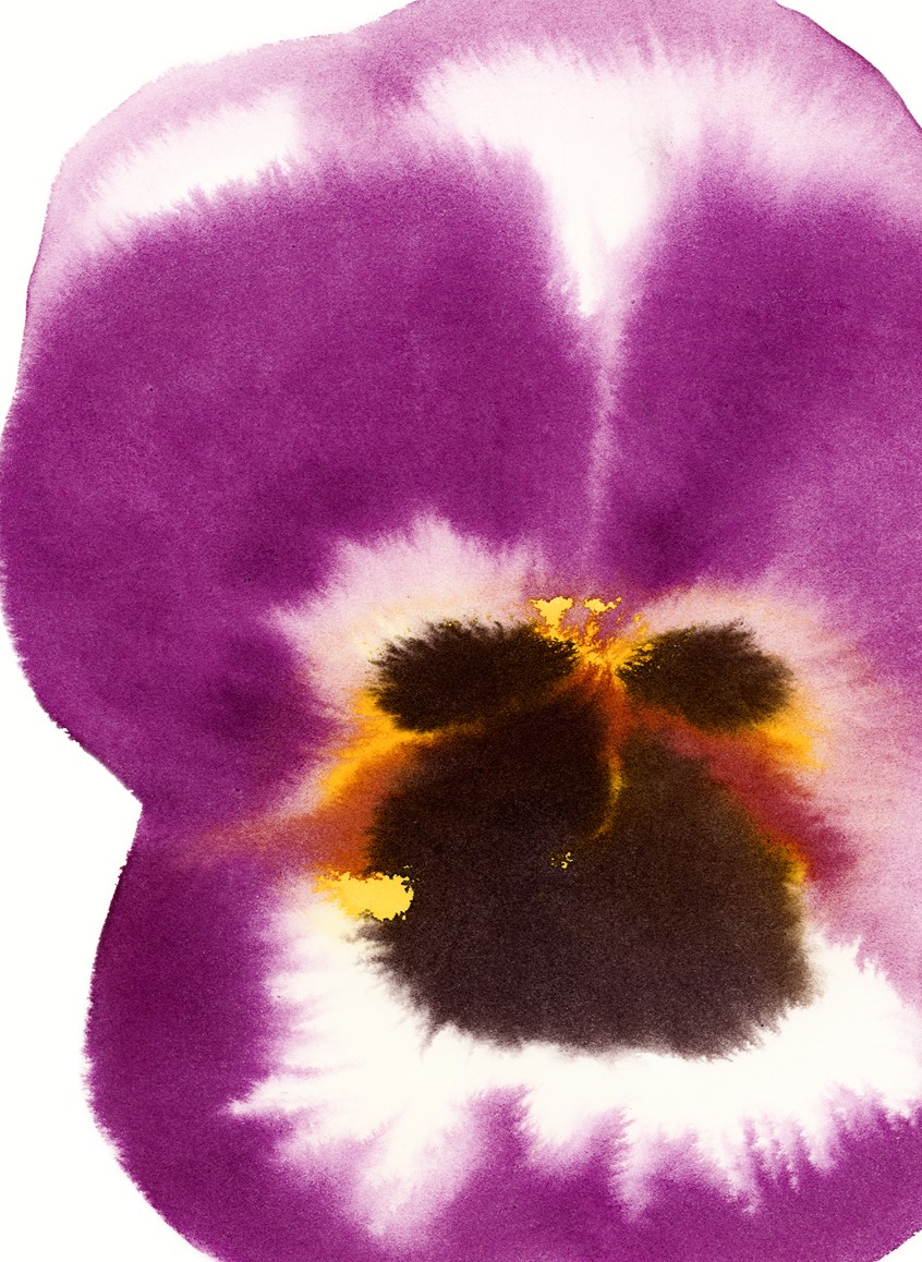 illustration of One of a series, big flowers for different poster of the fair, visual identity of the Exibition. Blossoms, food, violette, botanical, herbs, plants, floral feast, mixed petals, spring,