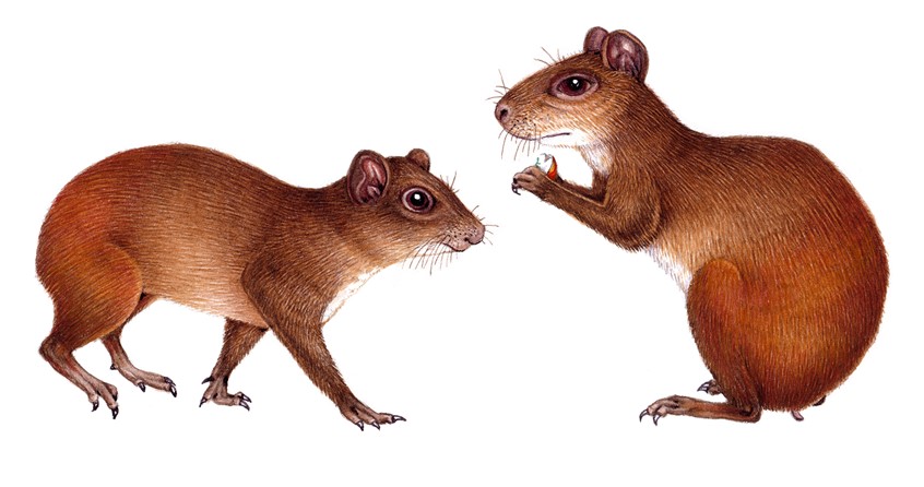 illustration of Red-rumped agouti Dasyprocta leporina nobelie
completed for UKOTCF Montserrat and Montserrat National Trust, for use in educational and out reach