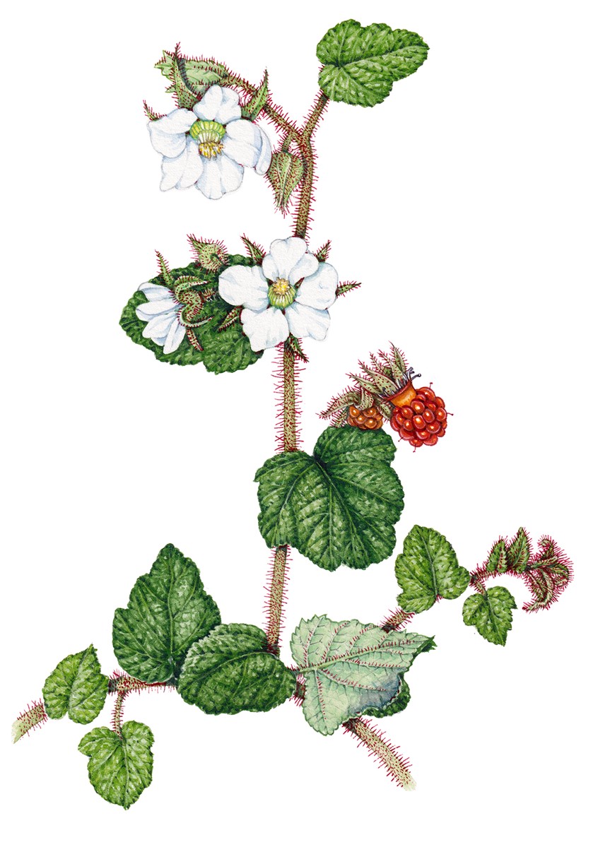 illustration of Chinese bramble Rubus tricolor
Completed for a fold-out identification guide,