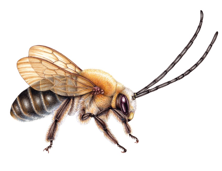 illustration of Long-horned bee Eucera longicornis
Completed for South Devon National Landscapes, for use on interpretation boards and educational and outreach