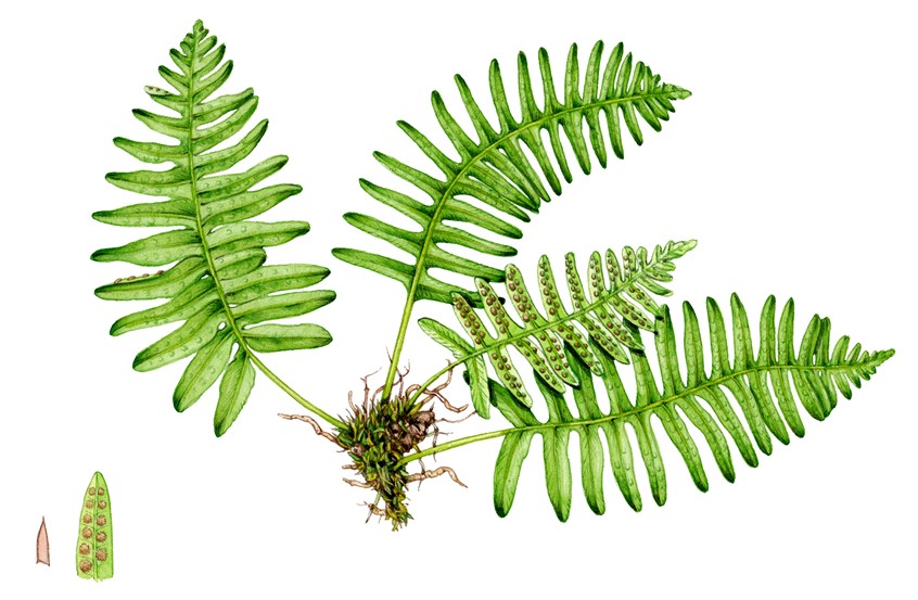 illustration of Common polypody Polypodium vulgare
Botanical illustration completed for a fold-out identification guide,